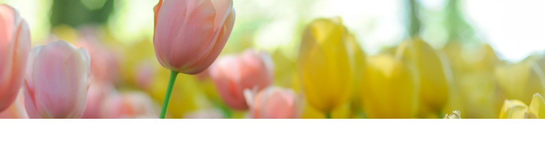 Veld met roze en gele tulpen